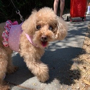 Meet your Posher, Frances